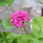 Tzavelitiko Himara