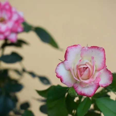 Tzavelitiko Gasthof 3*