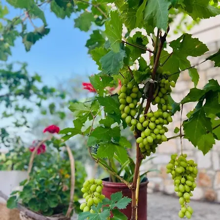 Gæstehus Tzavelitiko