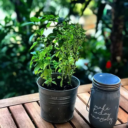 Tzavelitiko 3* Himarë